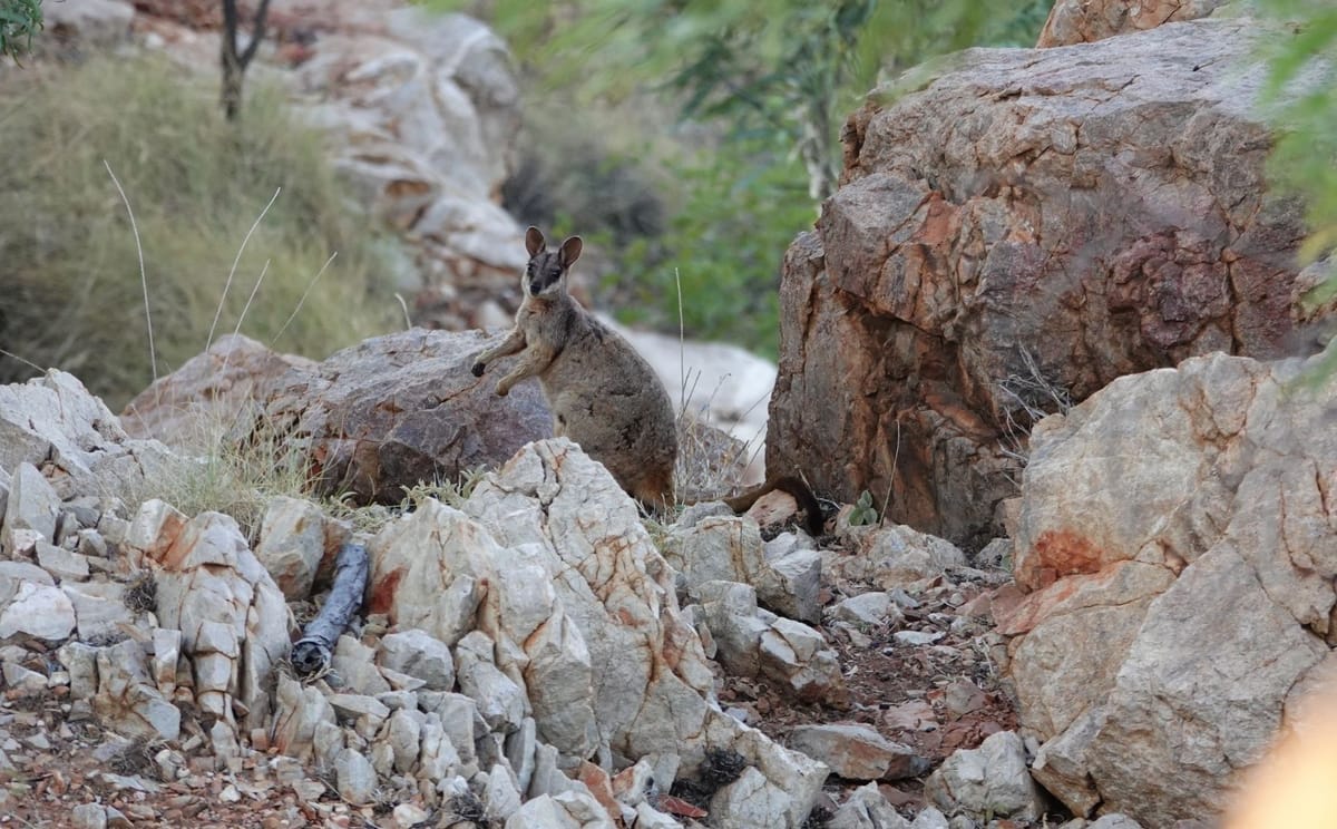 Purple-necked rock-wallaby among sandstone boulders near Mt Isa