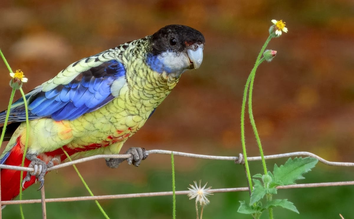 Hooded parrot perched on a wire fence among wildflowers