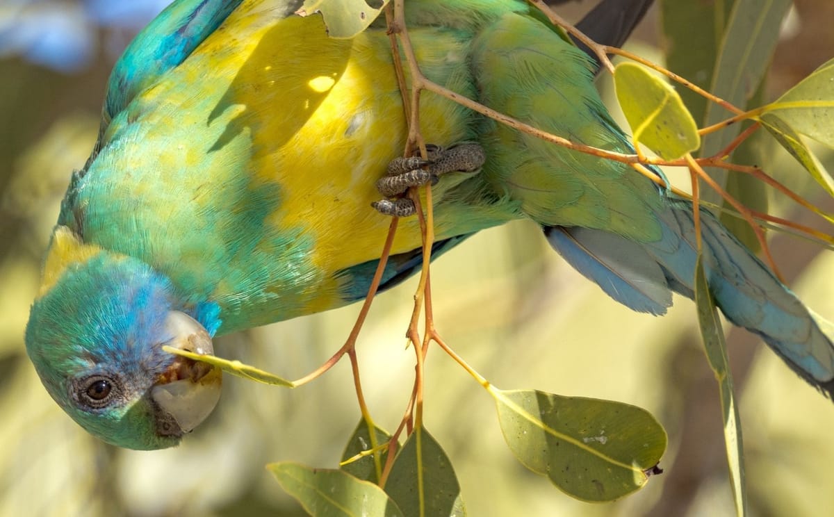 Cloncurry Ringneck Parrot in Queensland Australia