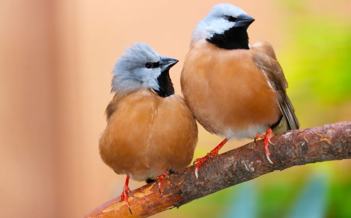 Pair of black-throated finches perched on a branch