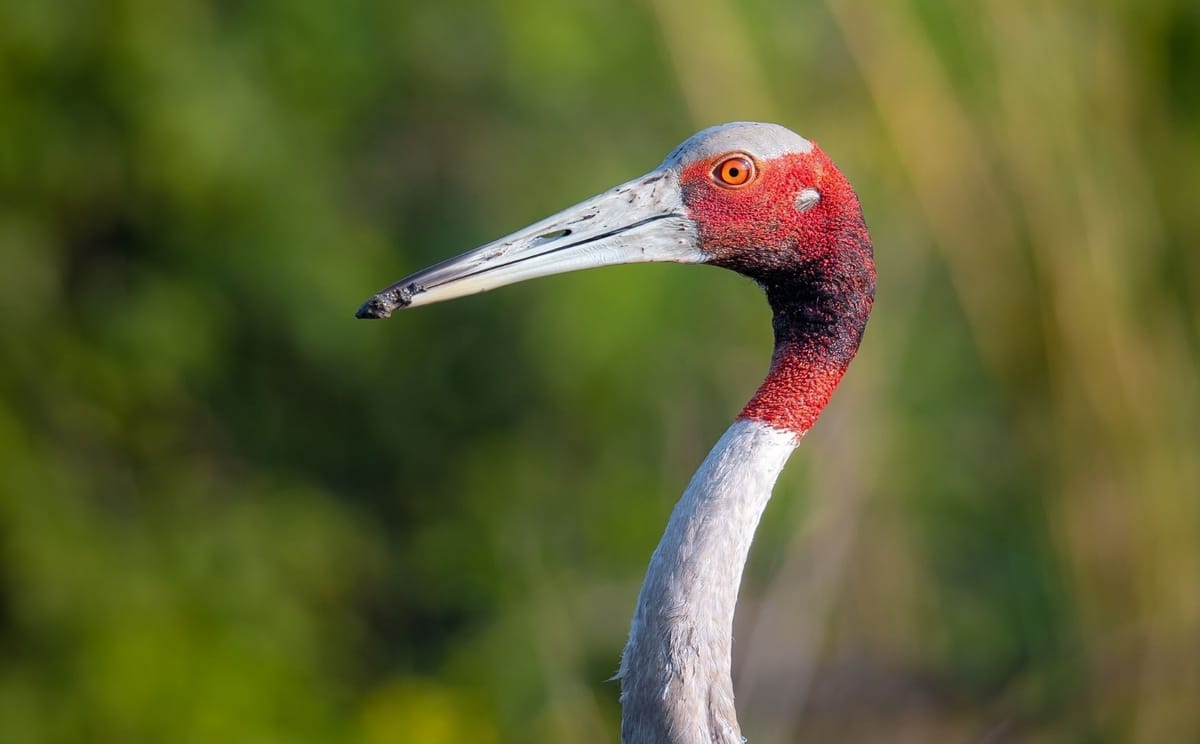 Close-up portrait of a sarus crane