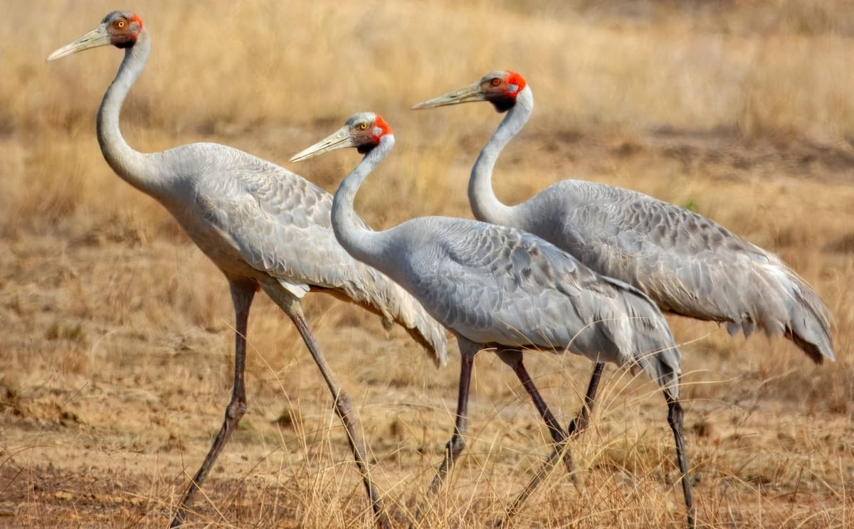Three sarus cranes walking through grassland