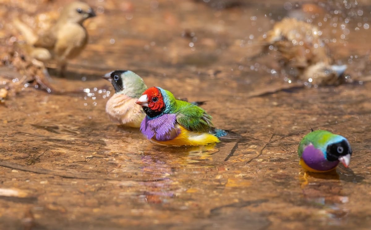 Gouldian finches bathing at a waterhole
