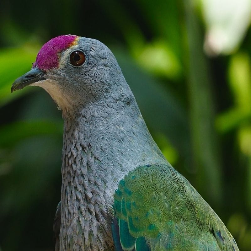 Undara to Cairns/Gimuy via the Atherton Tablelands