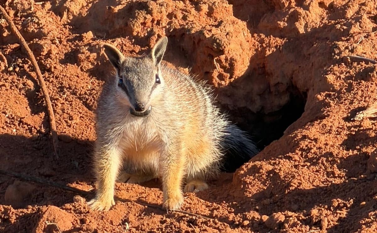 Rewilding Scotia with the Australian Wildlife Conservancy