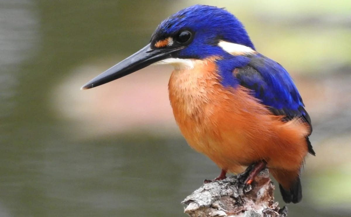 Azure Kingfisher, Victoria