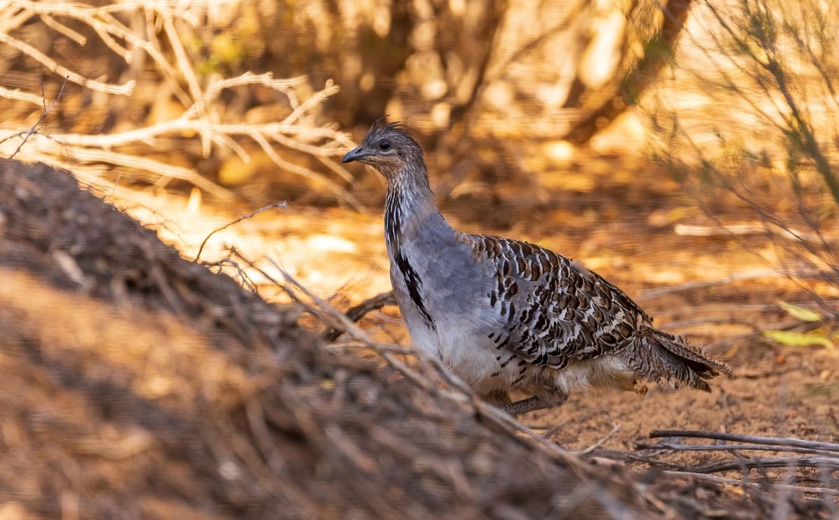 Gluepot Reserve & Bowra Sanctuary Birding Safari 