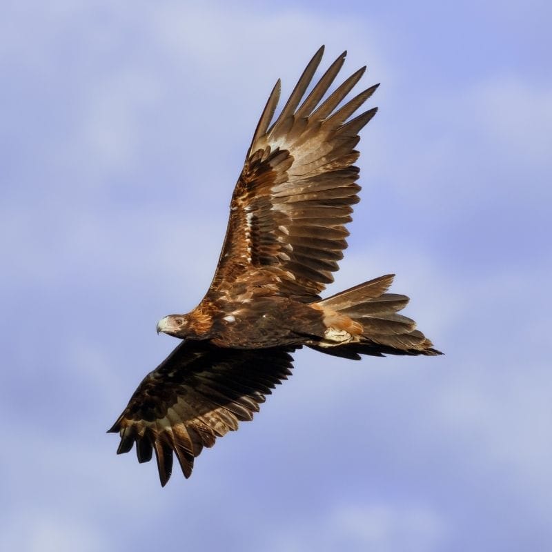 Wildlife of the Willandra