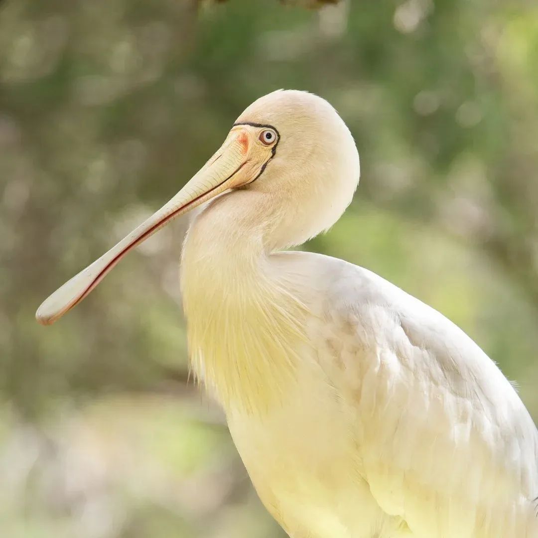 Outback Lakes Tour and Birdwatching
