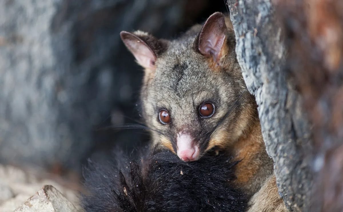Murray River Wilderness Cruise