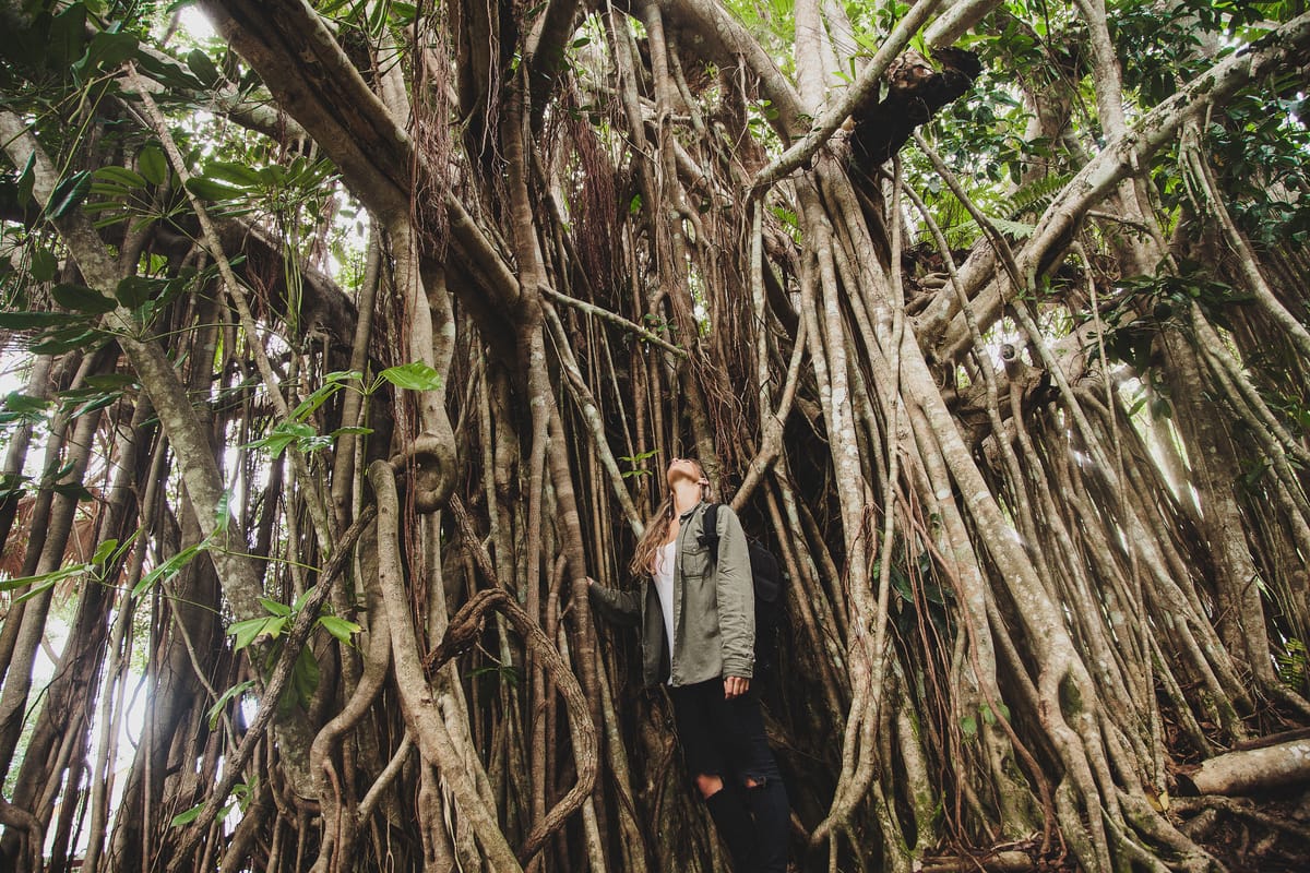 Ancient Dreaming - Cooktown & Bloomfield 4WD Adventure