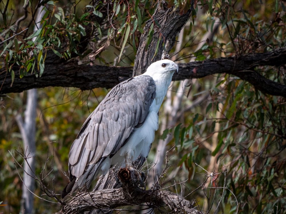 PRIVATE Sydney to Melbourne Nature & Wildlife Adventure