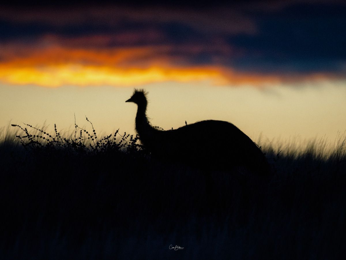 Flinders Ranges Photography Safari