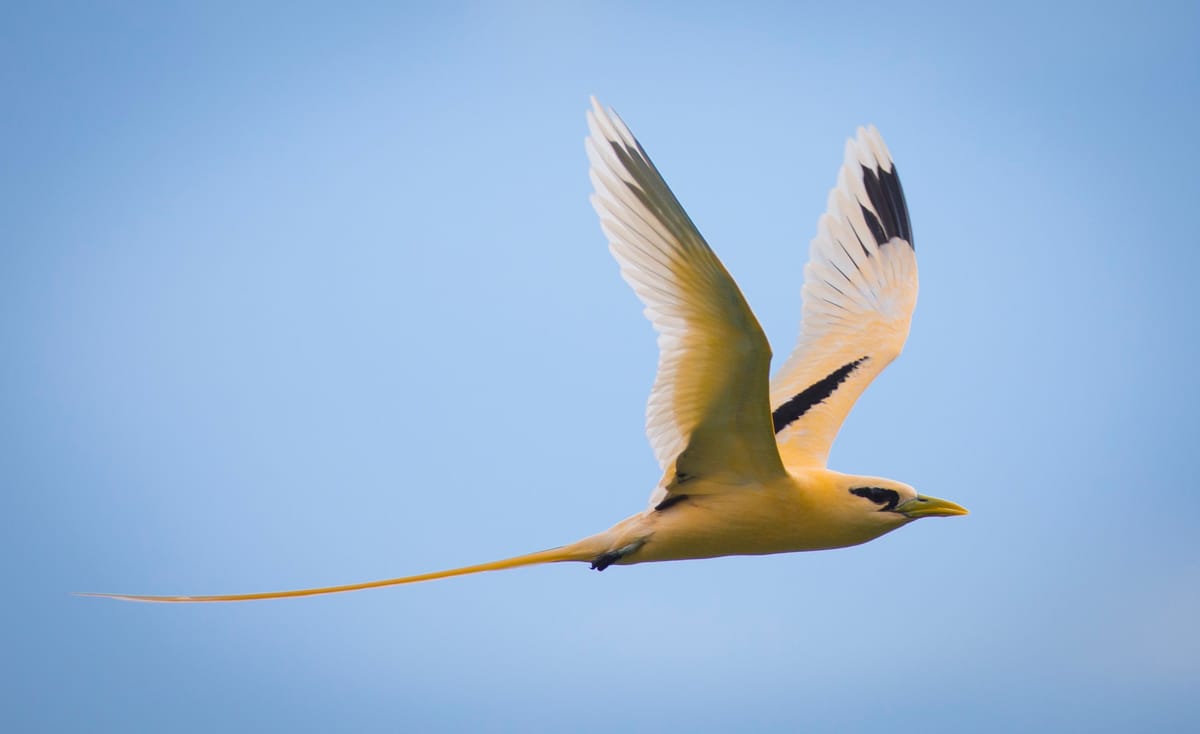 Christmas Island – Bird & Nature Week
