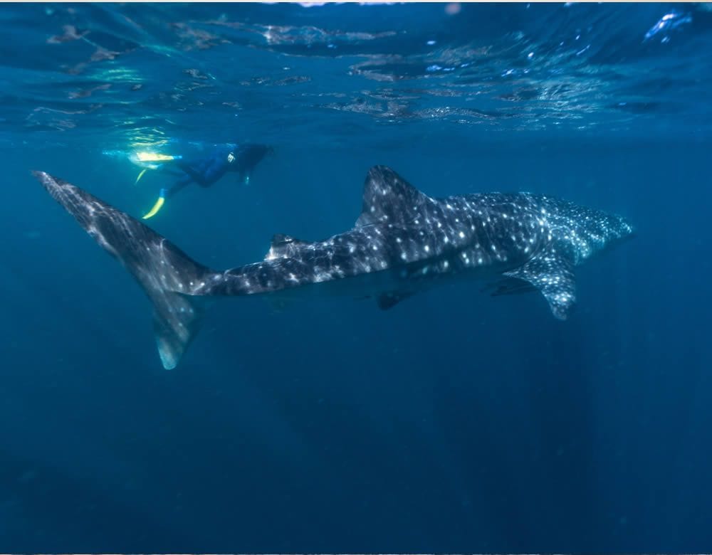 Western Australia