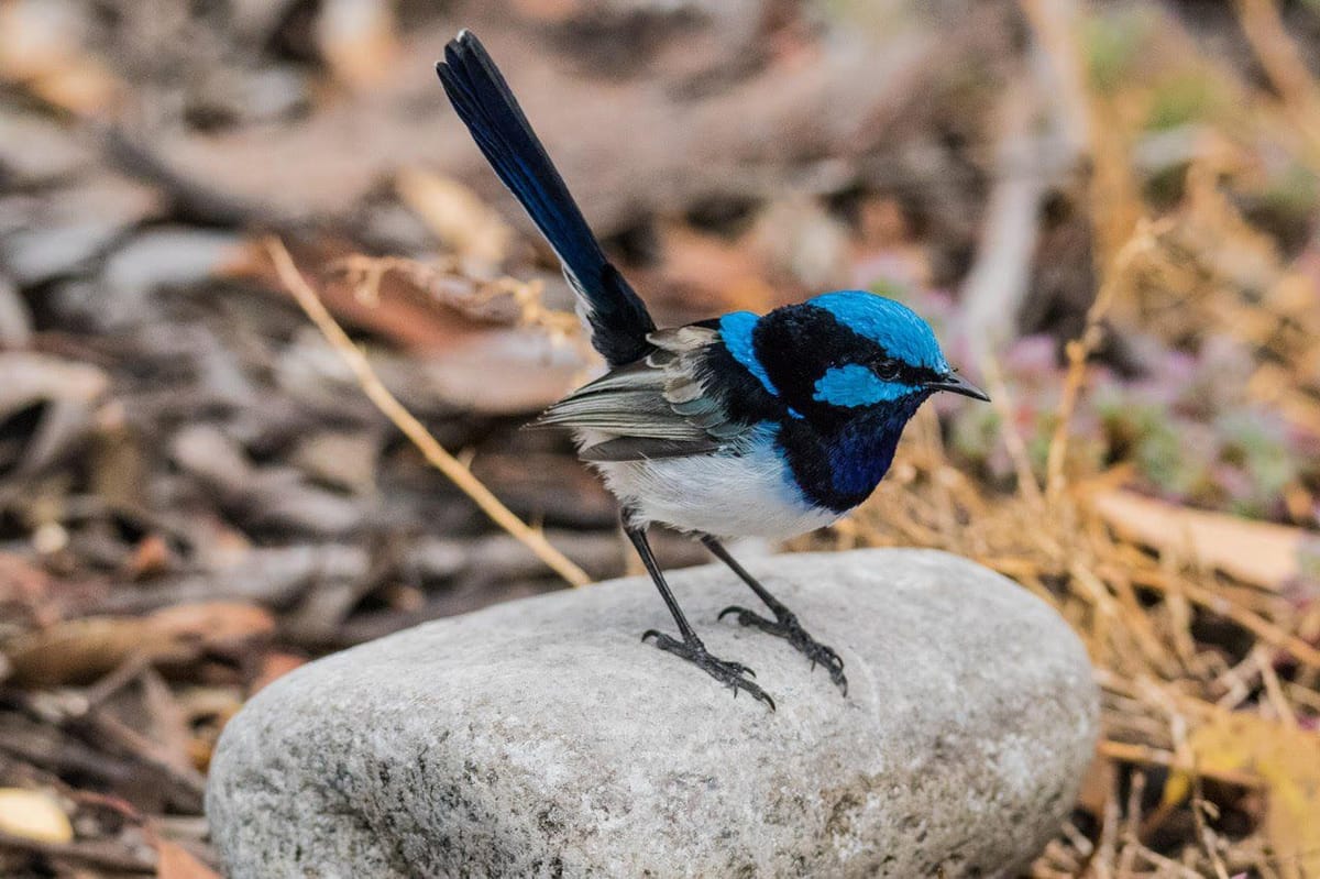 PRIVATE TOUR: Southern Eyre Peninsula Bird Watching Tour, South Australia