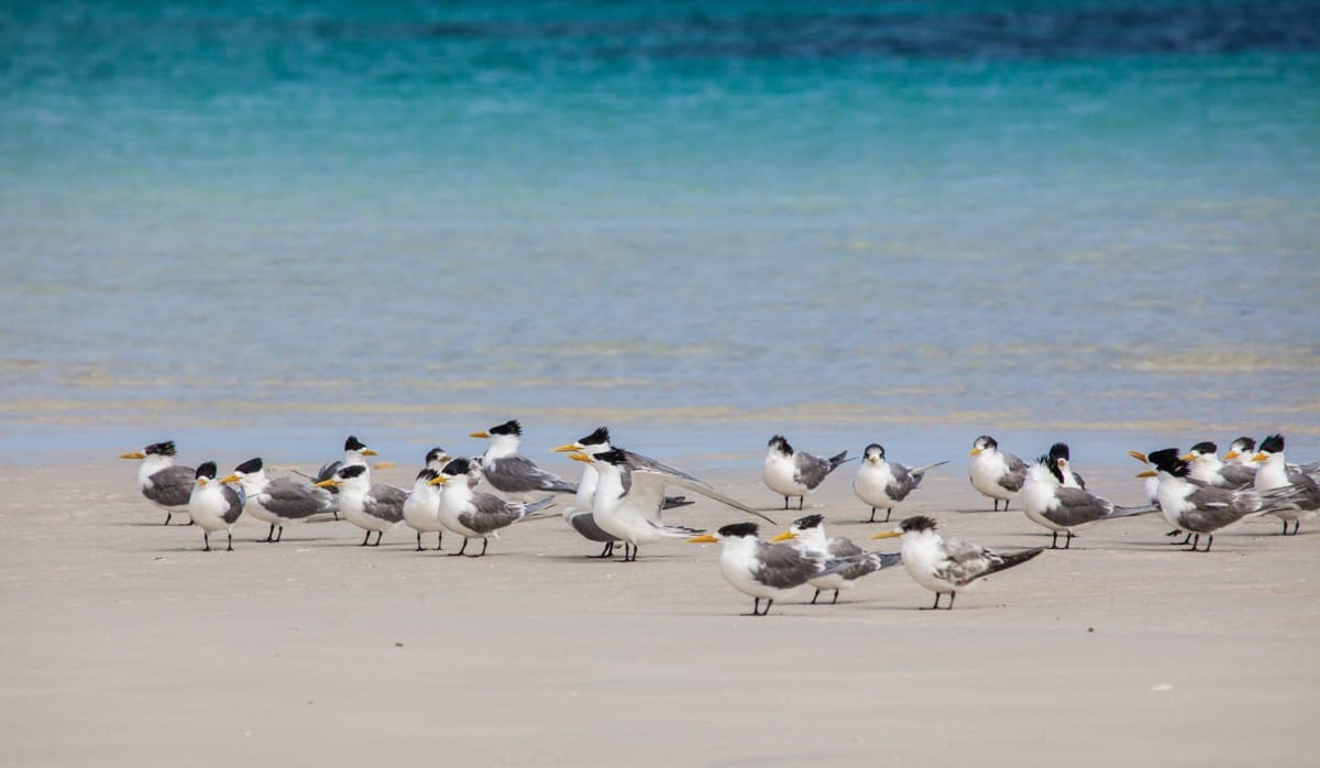 PRIVATE TOUR: Southern Eyre Peninsula Bird Watching Tour, South Australia