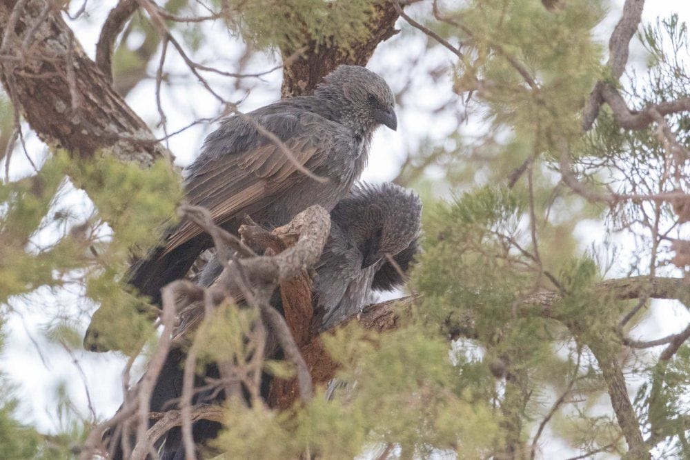 Mallee and Outback Birds of Victoria and Mungo
