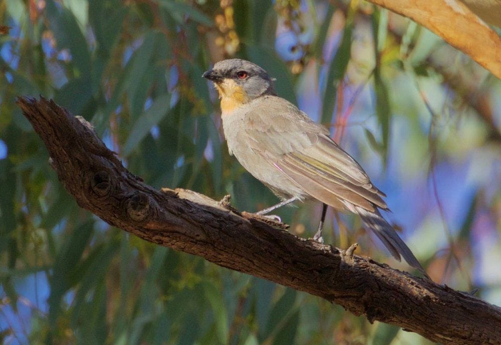Mallee and Outback Birds of Victoria and Mungo