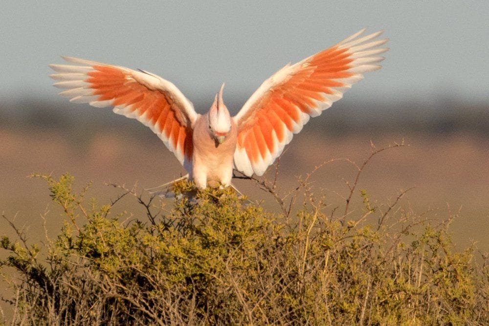 Mallee and Outback Birds of Victoria and Mungo
