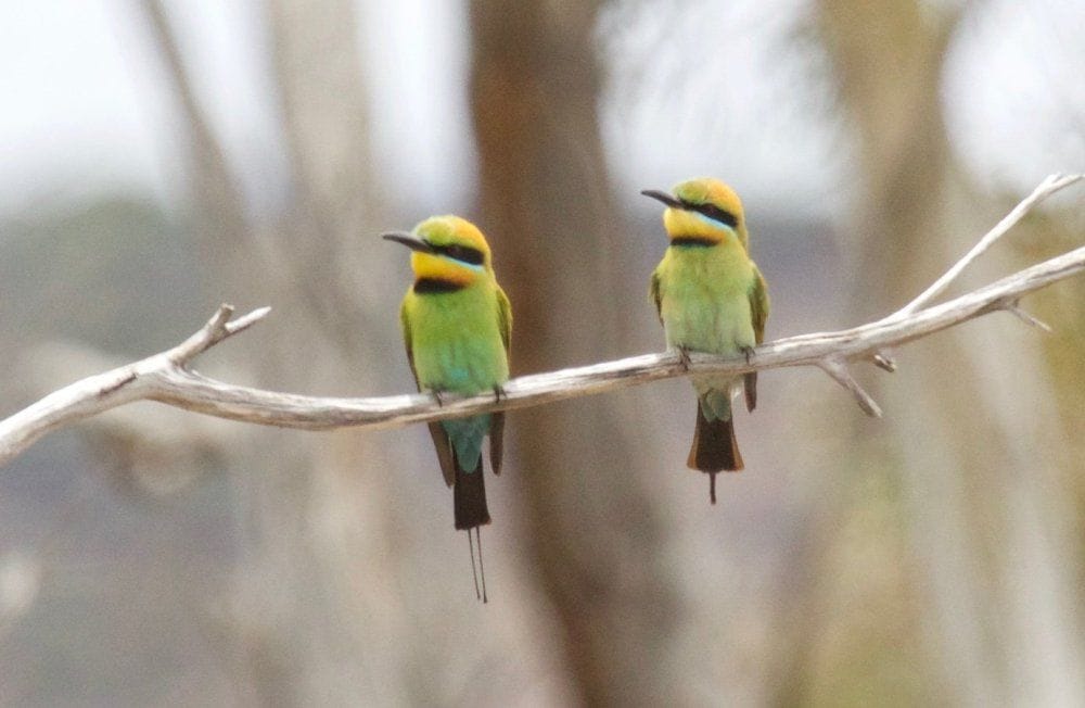 Mallee and Outback Birds of Victoria and Mungo