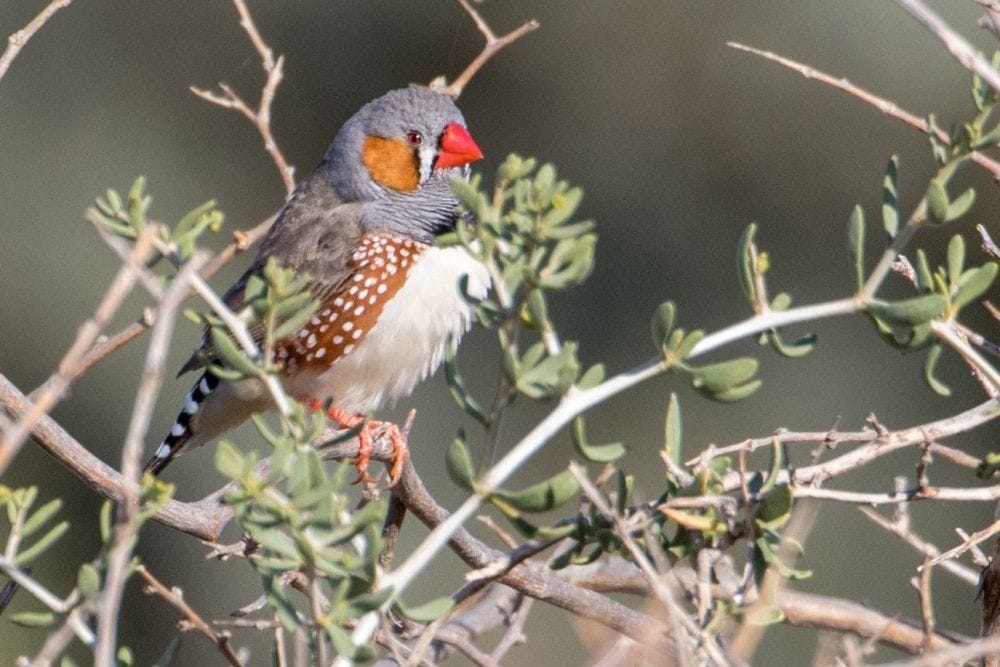 Mallee and Outback Birds of Victoria and Mungo