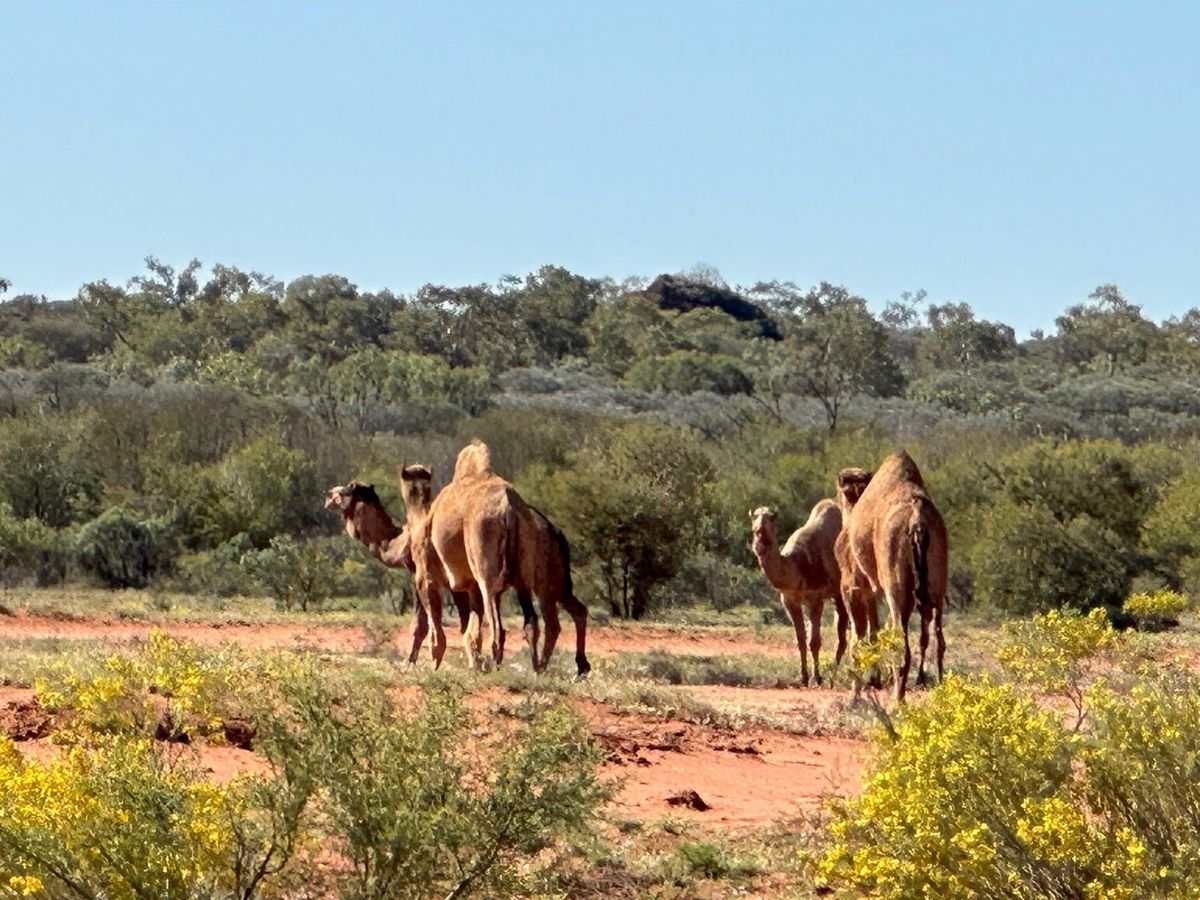 PRIVATE TOUR: Alice Springs to Uluṟu Luxury 4WD Camping Safari