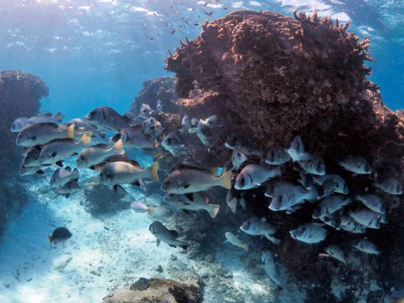 Manta Rays of Lady Elliot Island