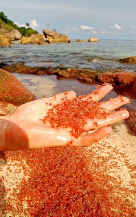Christmas Island Crab Spawning & Cocos Island Experience