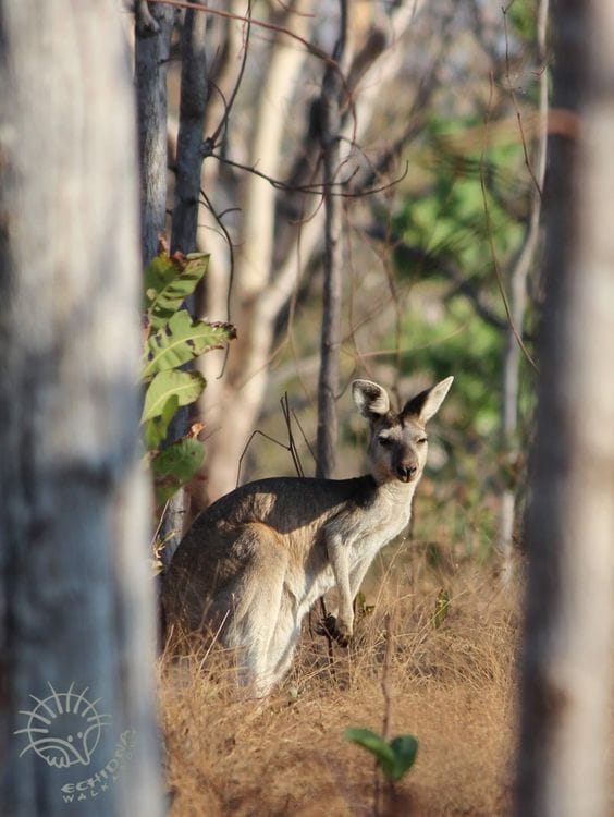 Kakadu Wildlife Adventure - an exclusive Australian Geographic Travel Experience