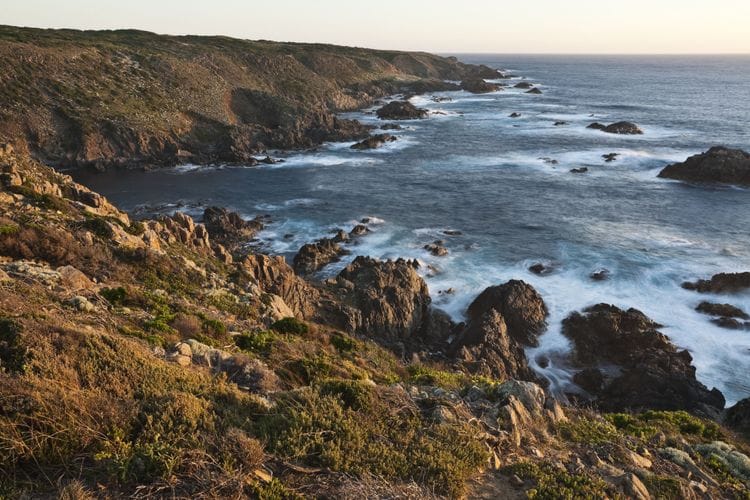 King Island - Birding and Nature Tour