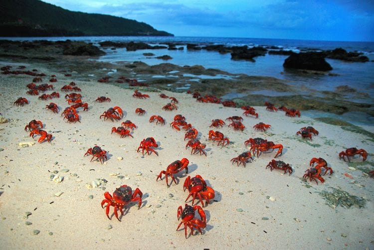 Christmas Island Crab Spawning & Cocos Island Experience