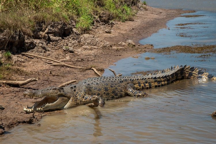 Aboriginal Culture and Wildlife of Australia's Tropical North