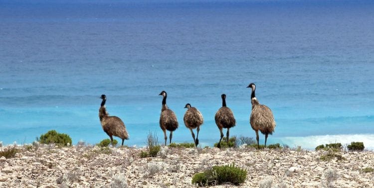 PRIVATE TOUR: Southern Eyre Peninsula Bird Watching Tour, South Australia