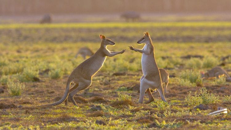 Kakadu, Arnhem Land and Cobourg Peninsula Safari