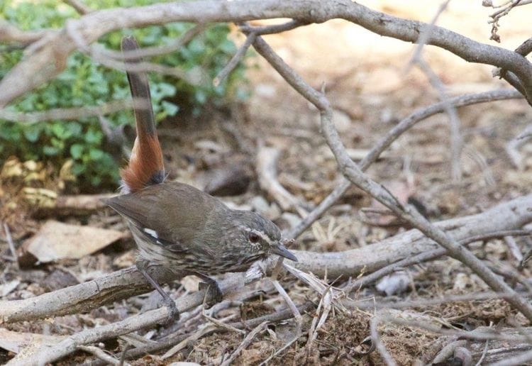 Mallee and Outback Birds of Victoria and Mungo