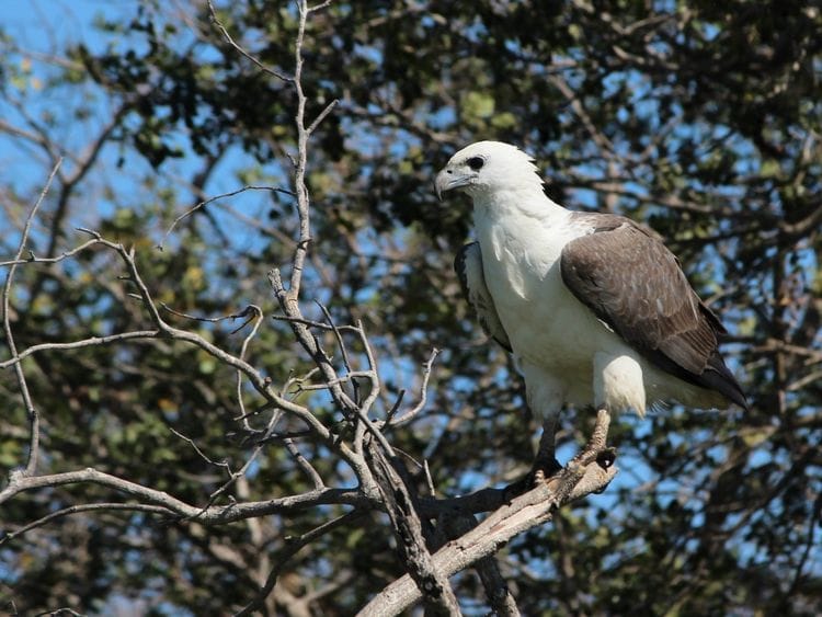 Kakadu Wildlife Adventure - an exclusive Australian Geographic Travel Experience
