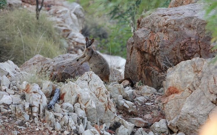 Purple-necked rock-wallaby among sandstone boulders near Mt Isa