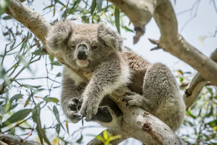 PRIVATE Sydney to Melbourne Nature & Wildlife Adventure