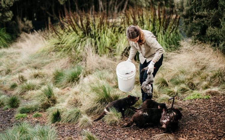 Tasmanian Highlights: Devils, Wombats and World Heritage
