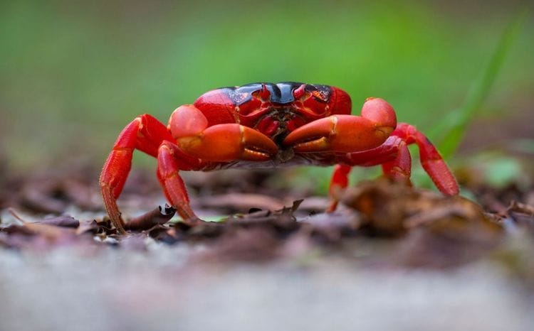 Christmas & Cocos Islands - Nature & Wildlife Journey