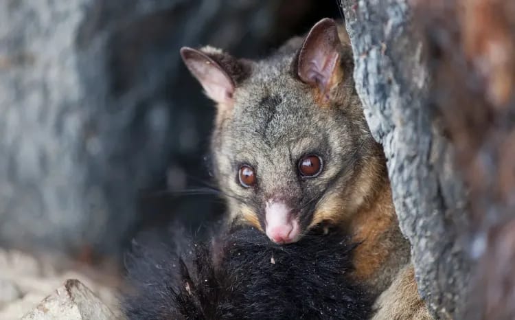 Murray River Wilderness Cruise