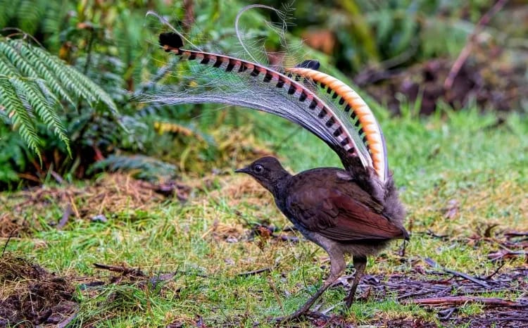 Superb lyrebird, Victoria