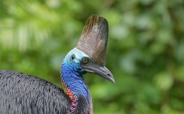 Ultimate Wildlife Safari North Queensland