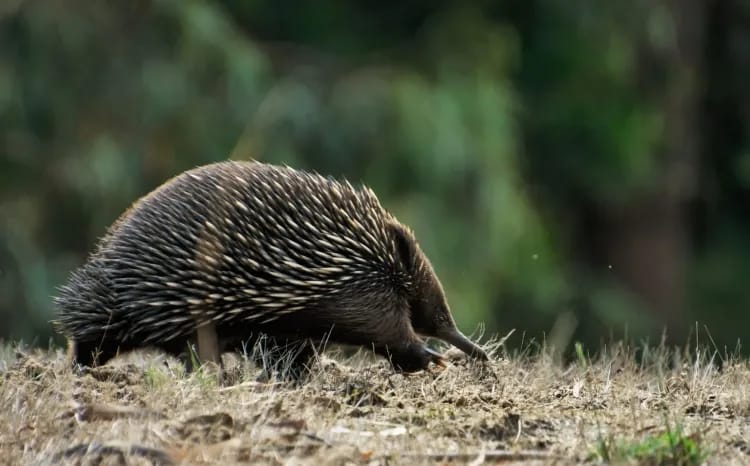 Echidna in East Gippsland