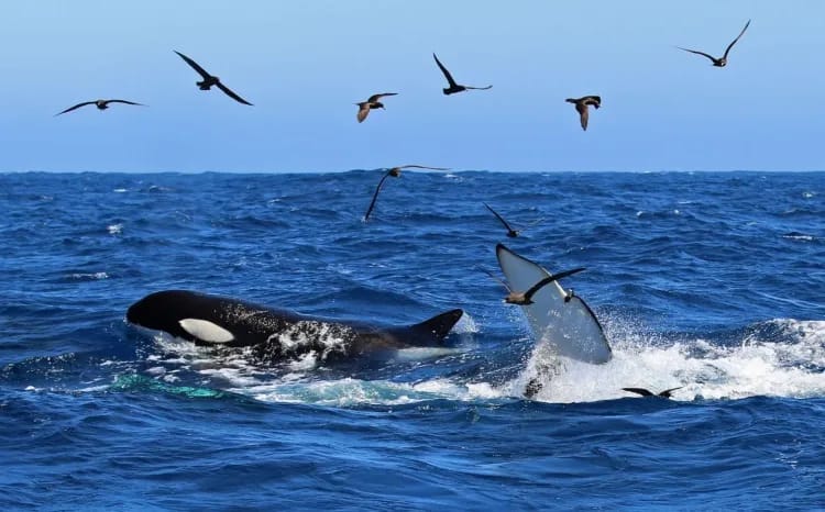 Orcas, Numbats & Birds of the South West
