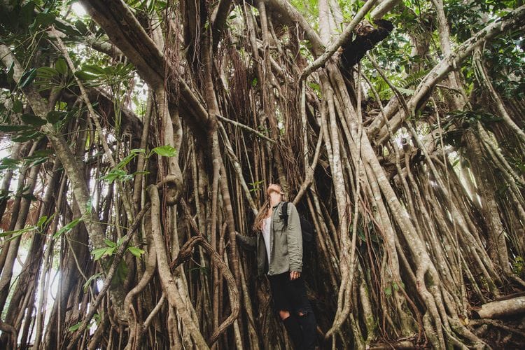 Ancient Dreaming - Cooktown & Bloomfield 4WD Adventure
