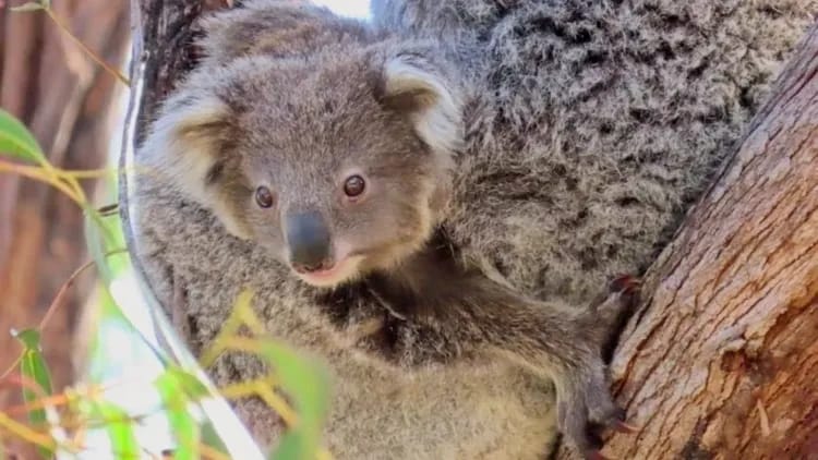 East Gippsland Wildlife & Conservation Journey