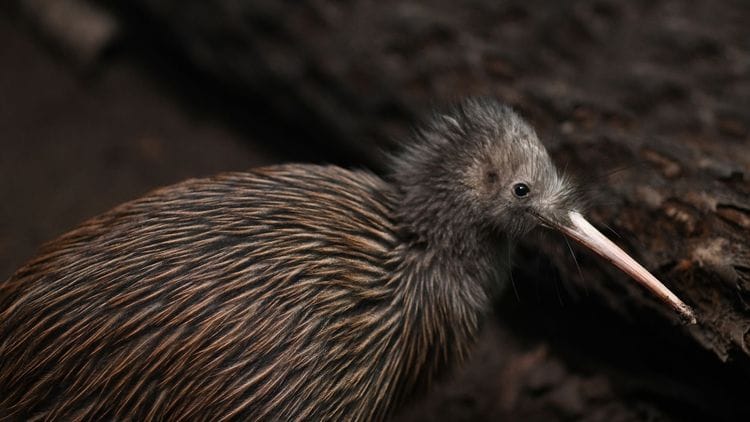 North Island Birding: Kiwi to Kōkako