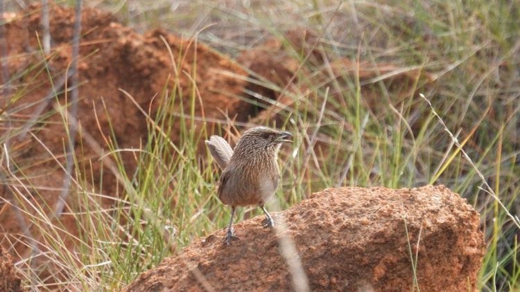 Kalkadoon Grasswren on rock in outback Australia